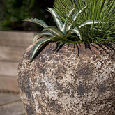 Photo of Campania Cavaillon Jar - Marquis Gardens